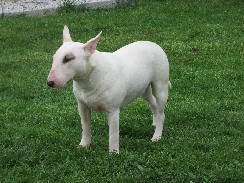 Jaïna Des Bulls De L'erdre